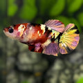 Red Koi Copper Gold Galaxy HMPK Betta Fish Female For Sorority / Breed #RKC