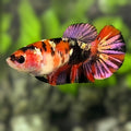 Red Koi Tiger Copper Gold Galaxy HMPK Betta Fish Female For Sorority / Breed #RKC