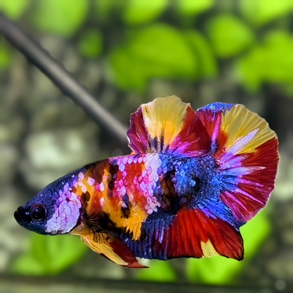 Multicolor Candy Galaxy HMPK Betta Fish Male