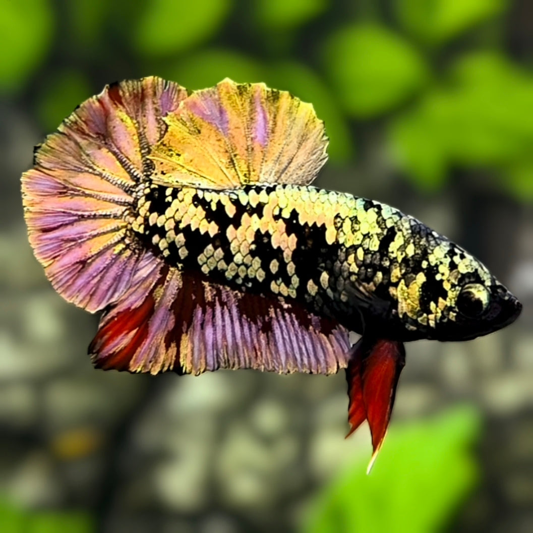 Avatar Copper Gold HMPK Betta Fish Male