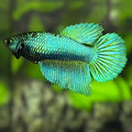 Green Halfmoon Betta Fish Female For Sorority / Breed