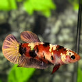 Red Koi Tiger Copper Gold Galaxy HMPK Betta Fish Female For Sorority / Breed #RKC