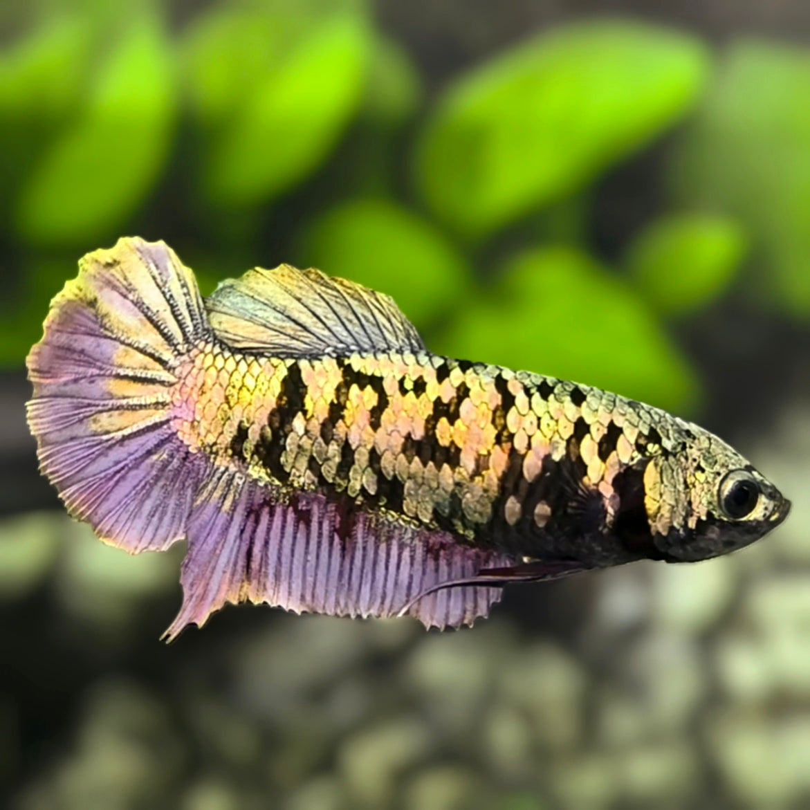 Avatar Copper Gold HMPK Betta Fish Female For Sorority / Breed