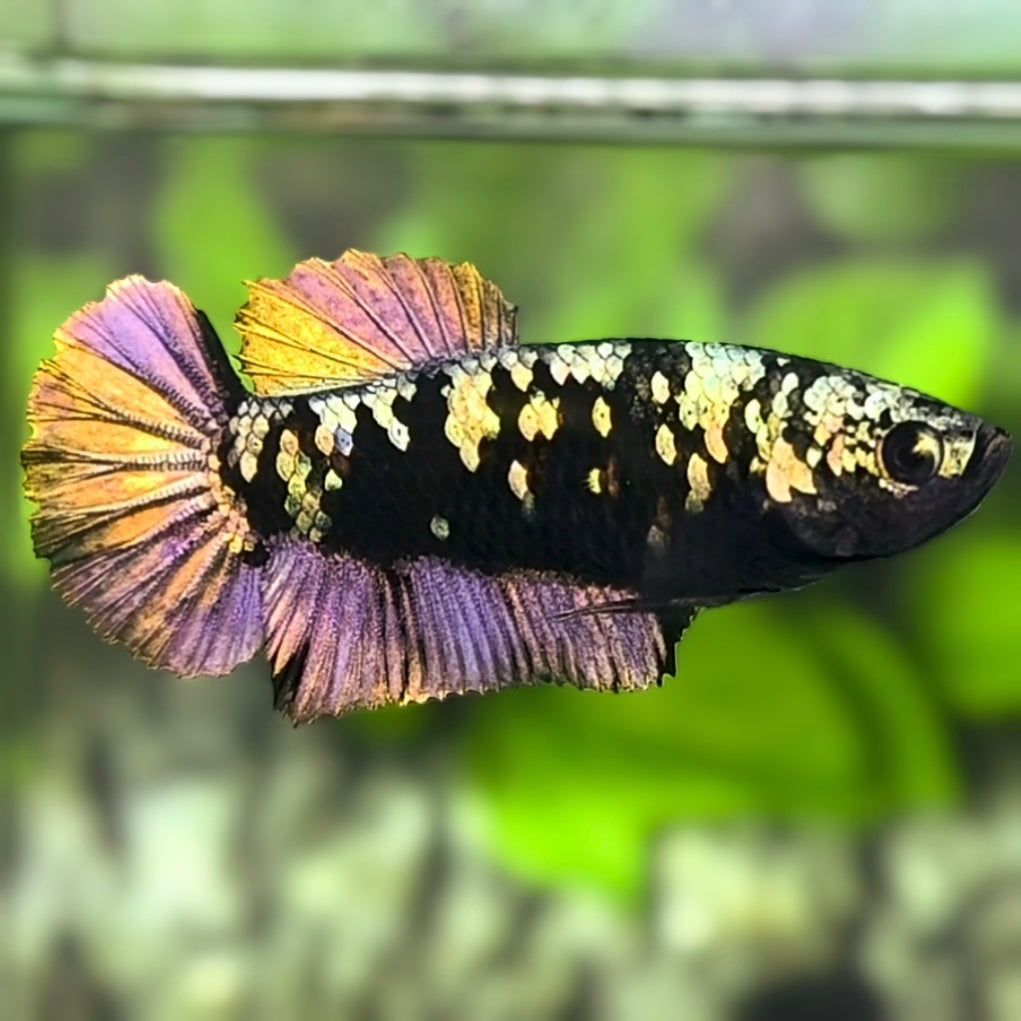 Avatar Blackstar Copper Purple Gold HMPK Betta Fish Female For Sorority / Breed