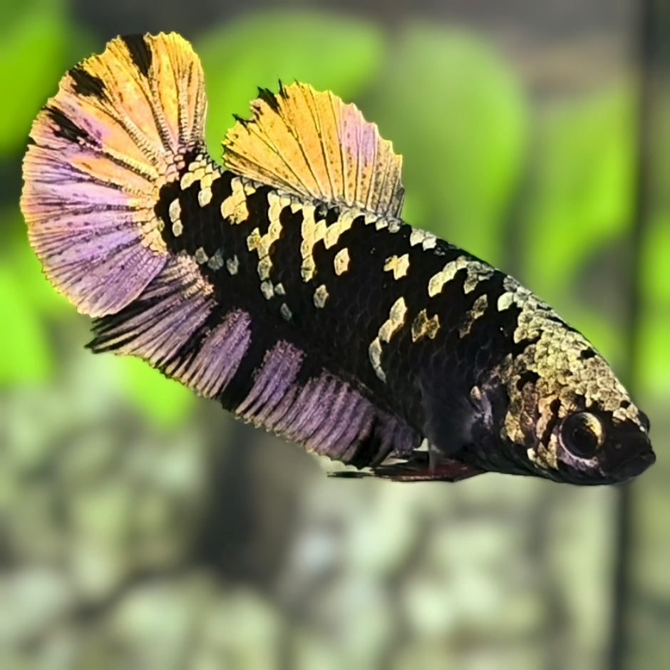 Avatar Blackstar Copper Gold HMPK Betta Fish Female For Sorority / Breed