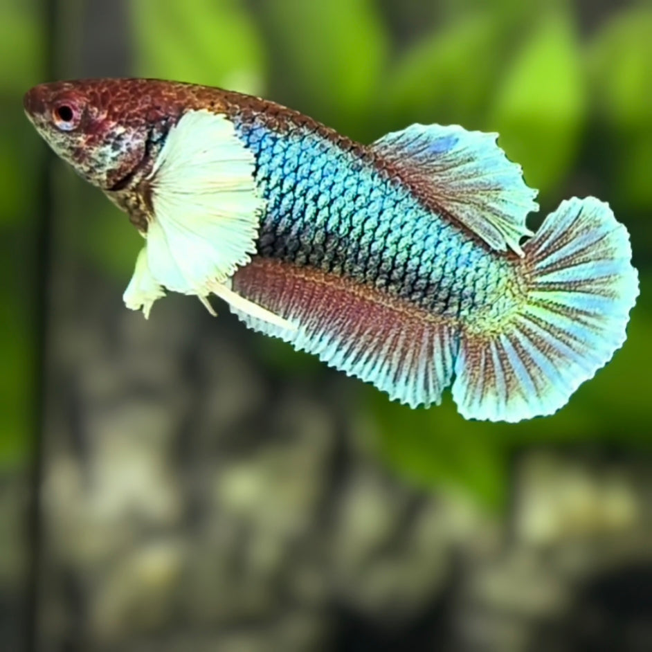 Green Salamander Dumbo Ears HMPK Betta Fish Female For Sorority / Breed