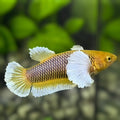 Yellow Pineapple Lavender Dumbo Ears HMPK Betta Fish Female For Sorority / Breed