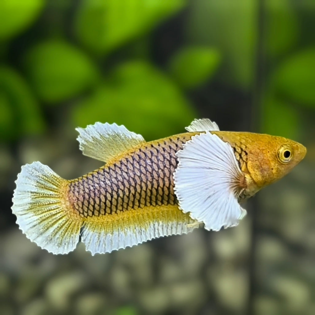 Yellow Pineapple Lavender Dumbo Ears HMPK Betta Fish Female For Sorority / Breed