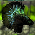 Green Samurai Startail Halfmoon Betta Fish Male