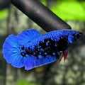 Avatar Blue HMPK Betta Fish Female For Sorority / Breed