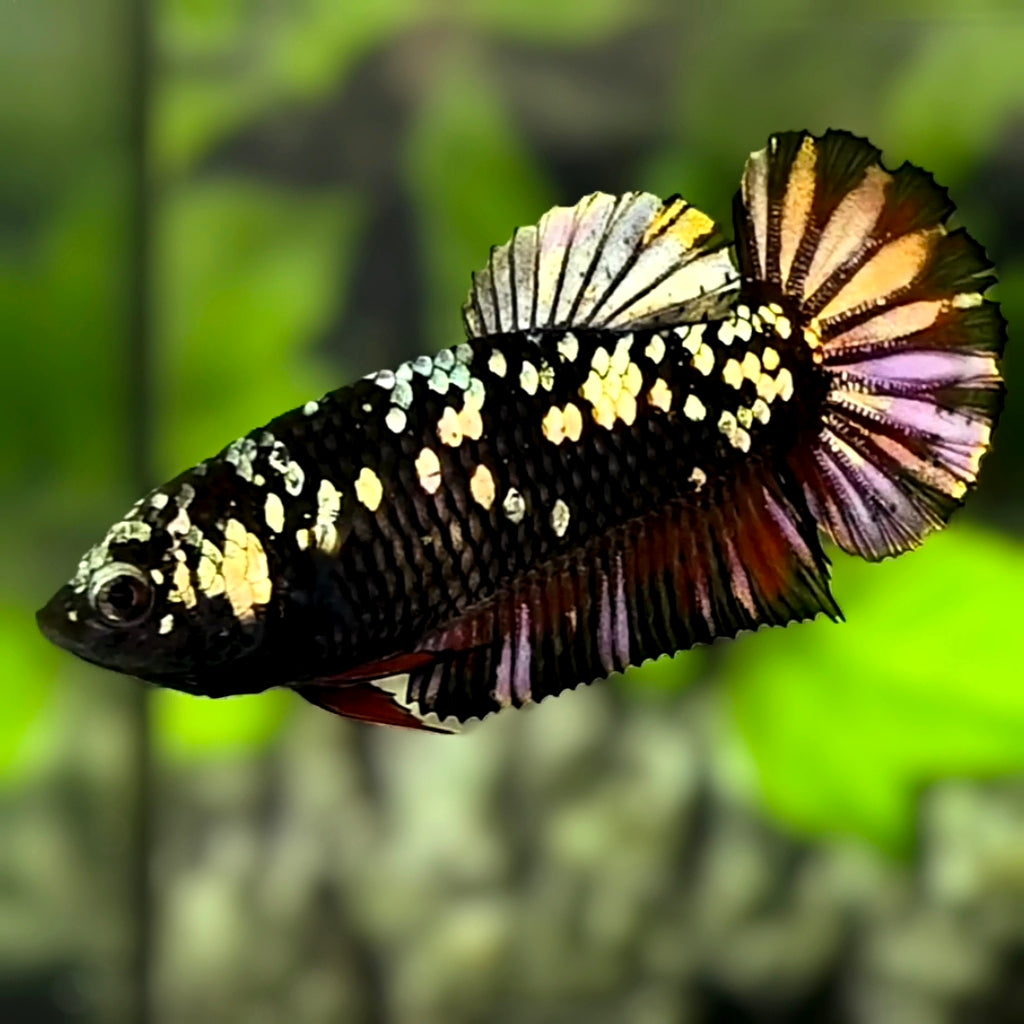 Avatar Blackstar Copper Gold HMPK Betta Fish Female For Sorority / Breed