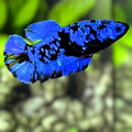 Avatar Blackstar Blue HMPK Betta Fish Female For Sorority / Breed