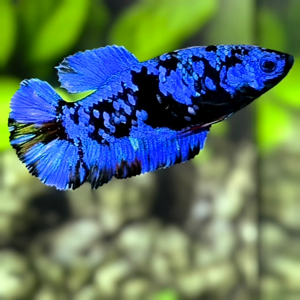 Avatar Blackstar Blue HMPK Betta Fish Female For Sorority / Breed