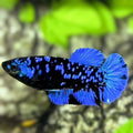 Avatar Blackstar Blue HMPK Betta Fish Female For Sorority / Breed