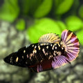 Avatar Blackstar Copper Gold HMPK Betta Fish Female For Sorority / Breed