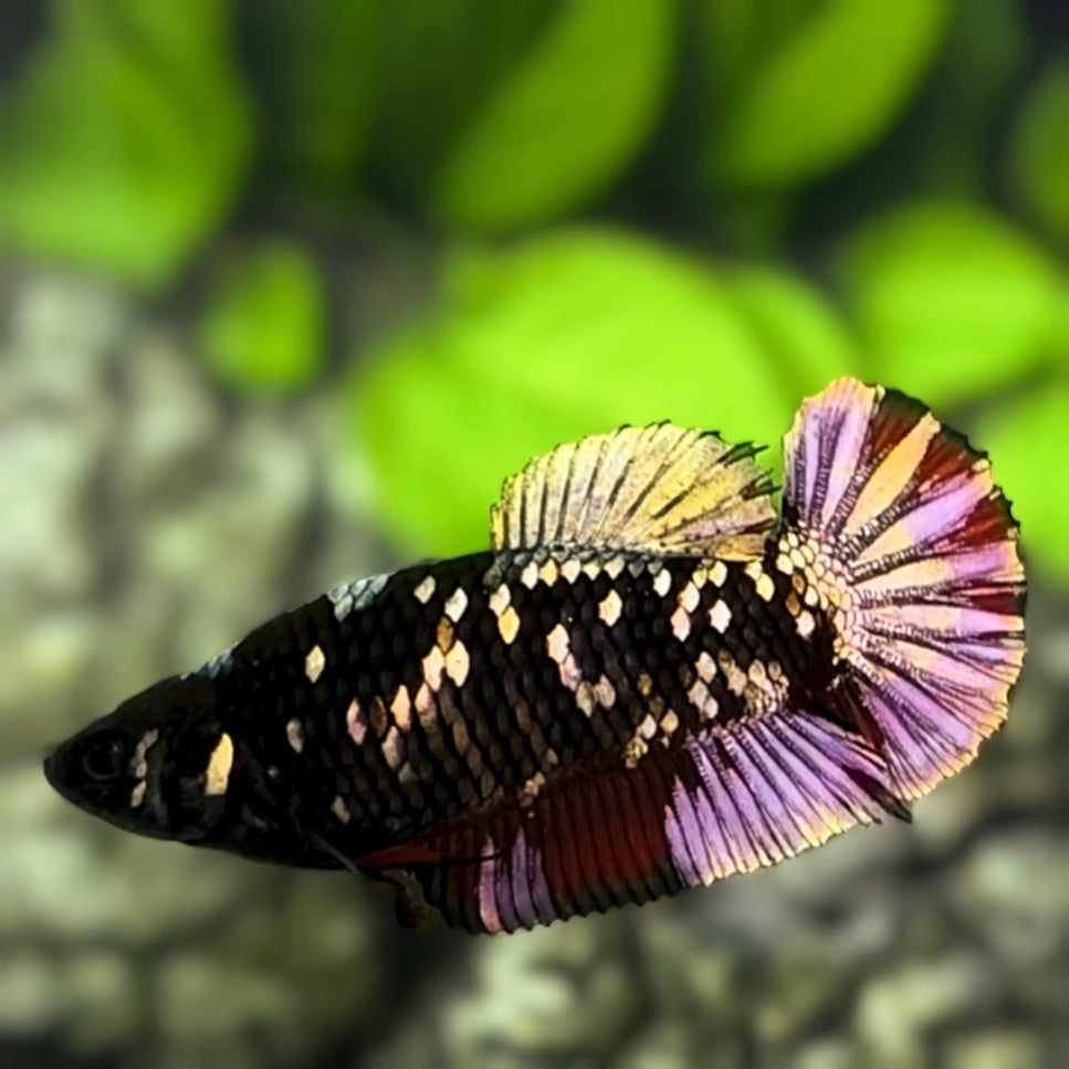 Avatar Blackstar Copper Gold HMPK Betta Fish Female For Sorority / Breed