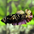 Avatar Blackstar Copper Gold HMPK Betta Fish Female For Sorority / Breed