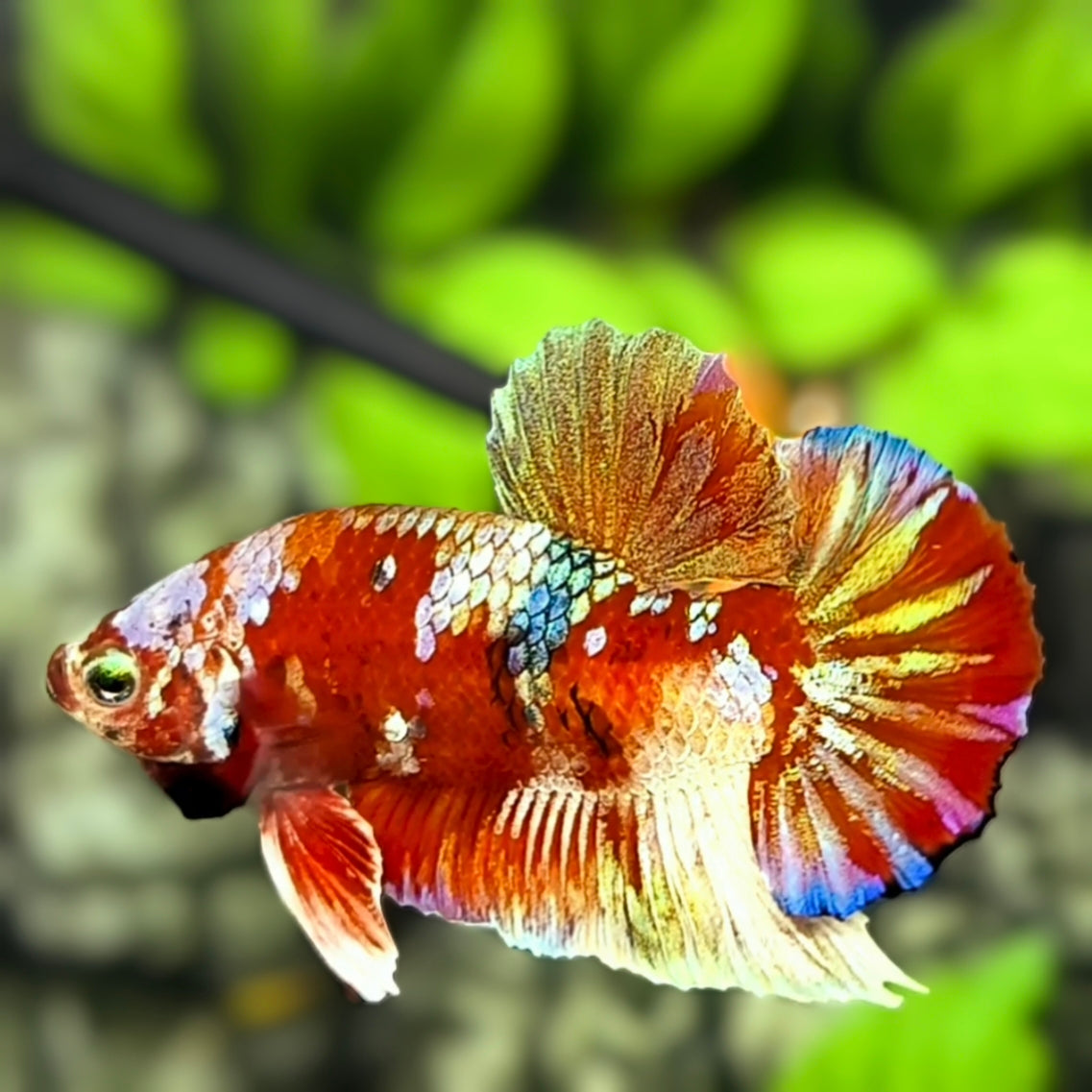 Red Barongsai HMPK Betta Fish Male