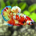 Red Barongsai Gold HMPK Betta Fish Male