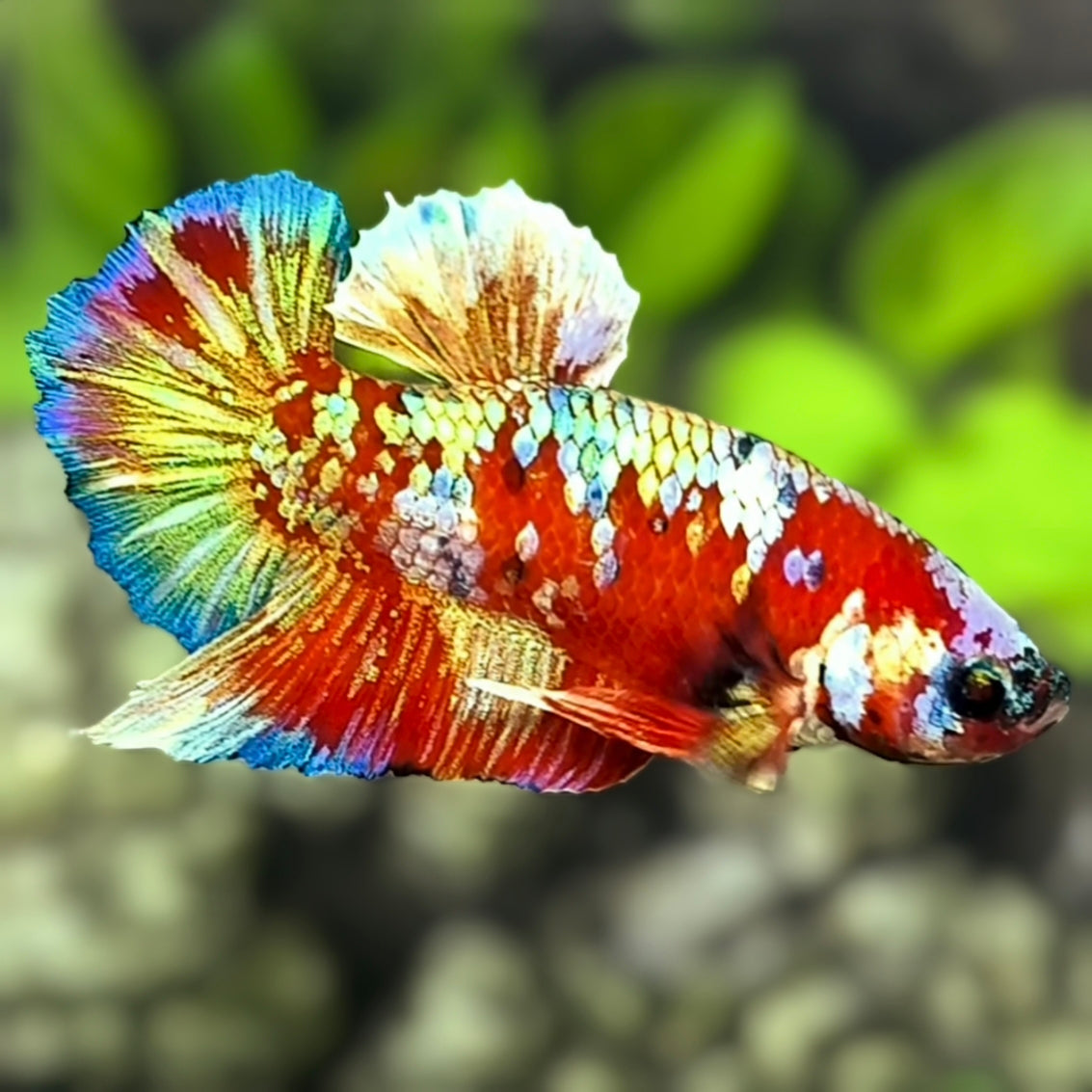 Red Barongsai Gold HMPK Betta Fish Male