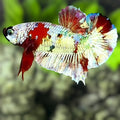 Red Snow Barongsai HMPK Betta Fish Male