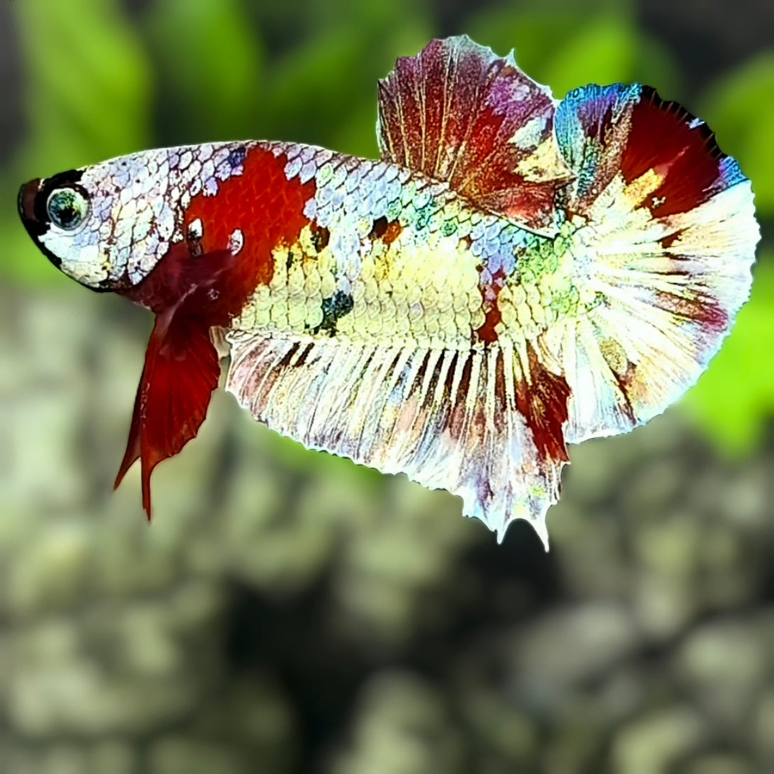 Red Snow Barongsai HMPK Betta Fish Male