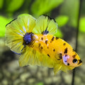 Yellow Tiger Marsupilami HMPK Betta Fish Male #YKG