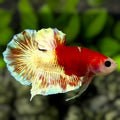 Monkey Face Half Red Platinum Gold HMPK Betta Fish Male