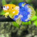 Black Lip Yellow Koi Galaxy Over HMPK Betta Fish Male #YKG