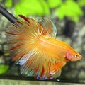 Sunkist Armageddon Halfmoon Betta Fish Male