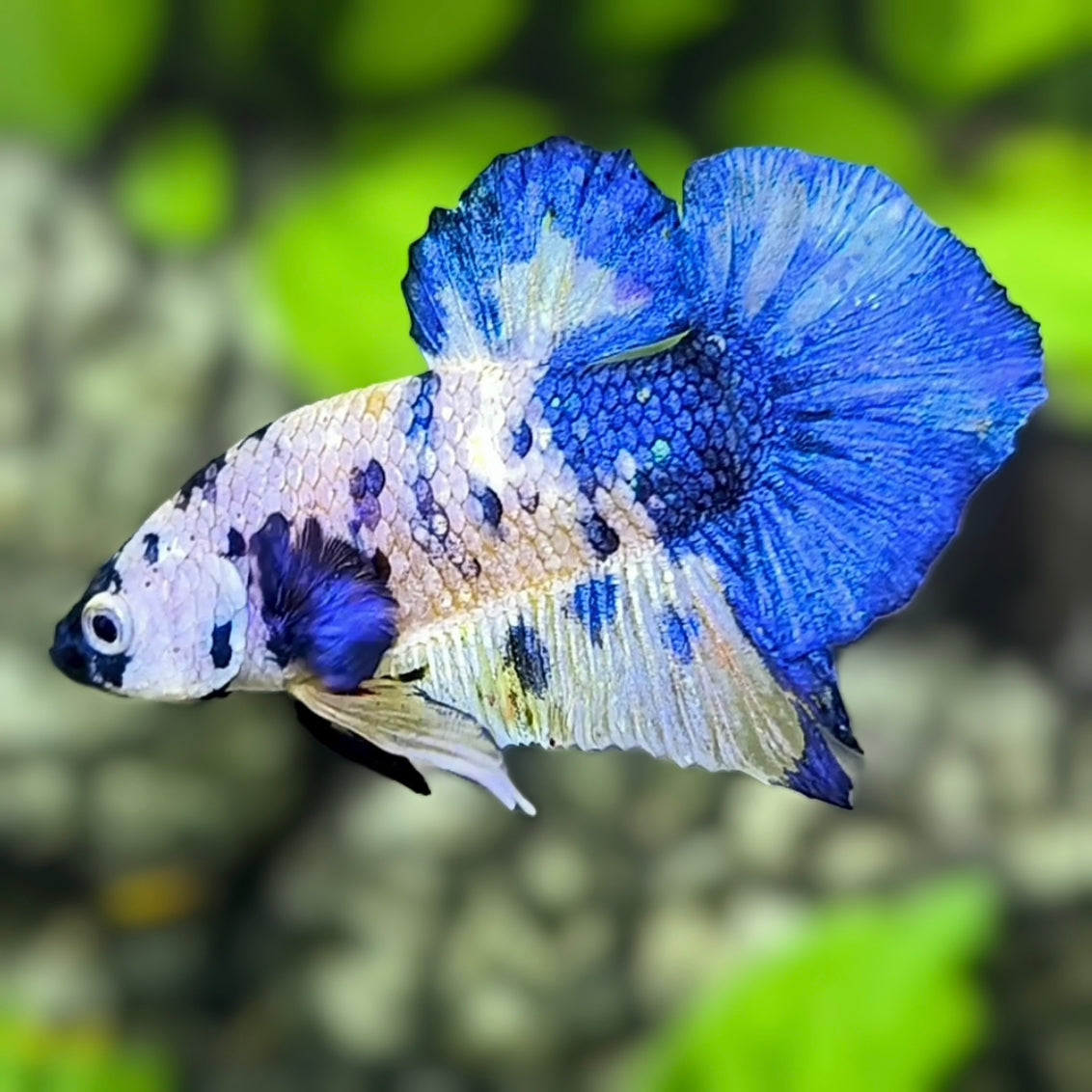 Blue White Marble Panda HMPK Betta Fish Male