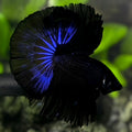 Blue Black Orchid Over Halfmoon Betta Fish Male