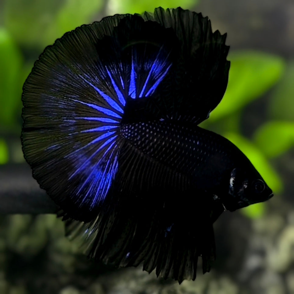 Blue Black Orchid Over Halfmoon Betta Fish Male