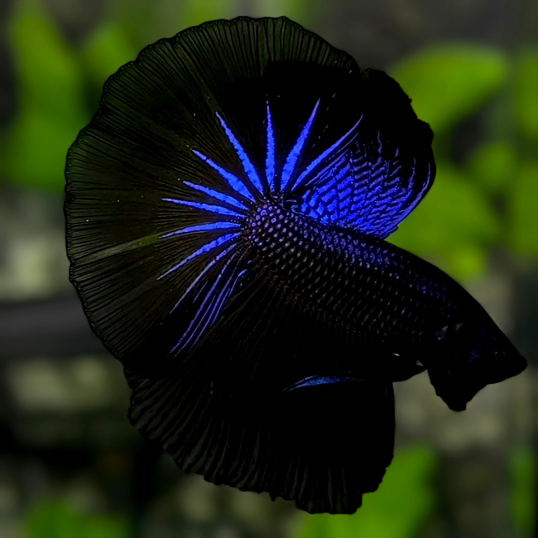 Blue Black Orchid Startail Over Halfmoon Betta Fish Male