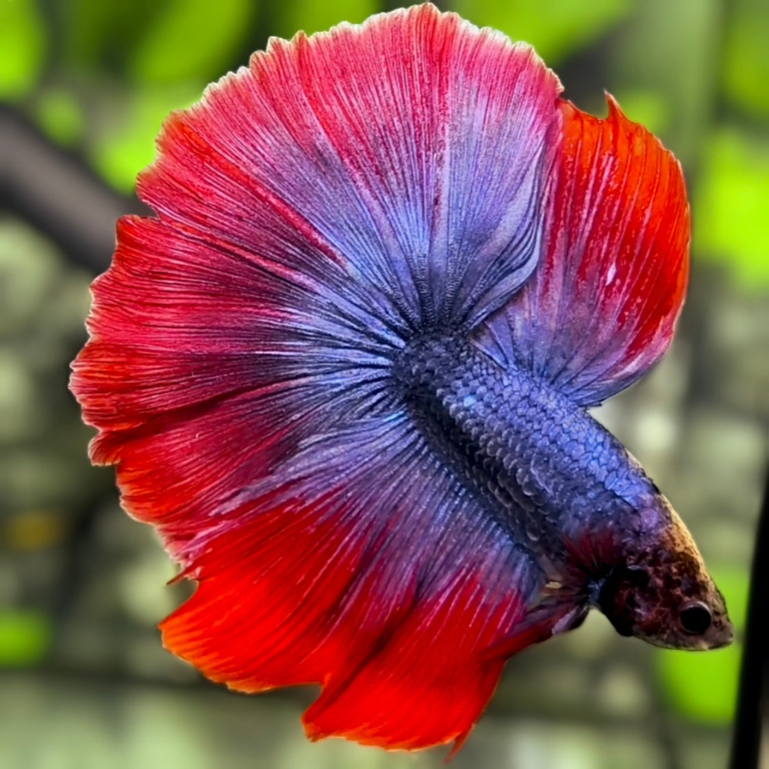 Purple Red Butterfly Mascot Halfmoon Betta Fish Male