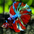 Multicolor Galaxy Halfmoon Betta Fish Male