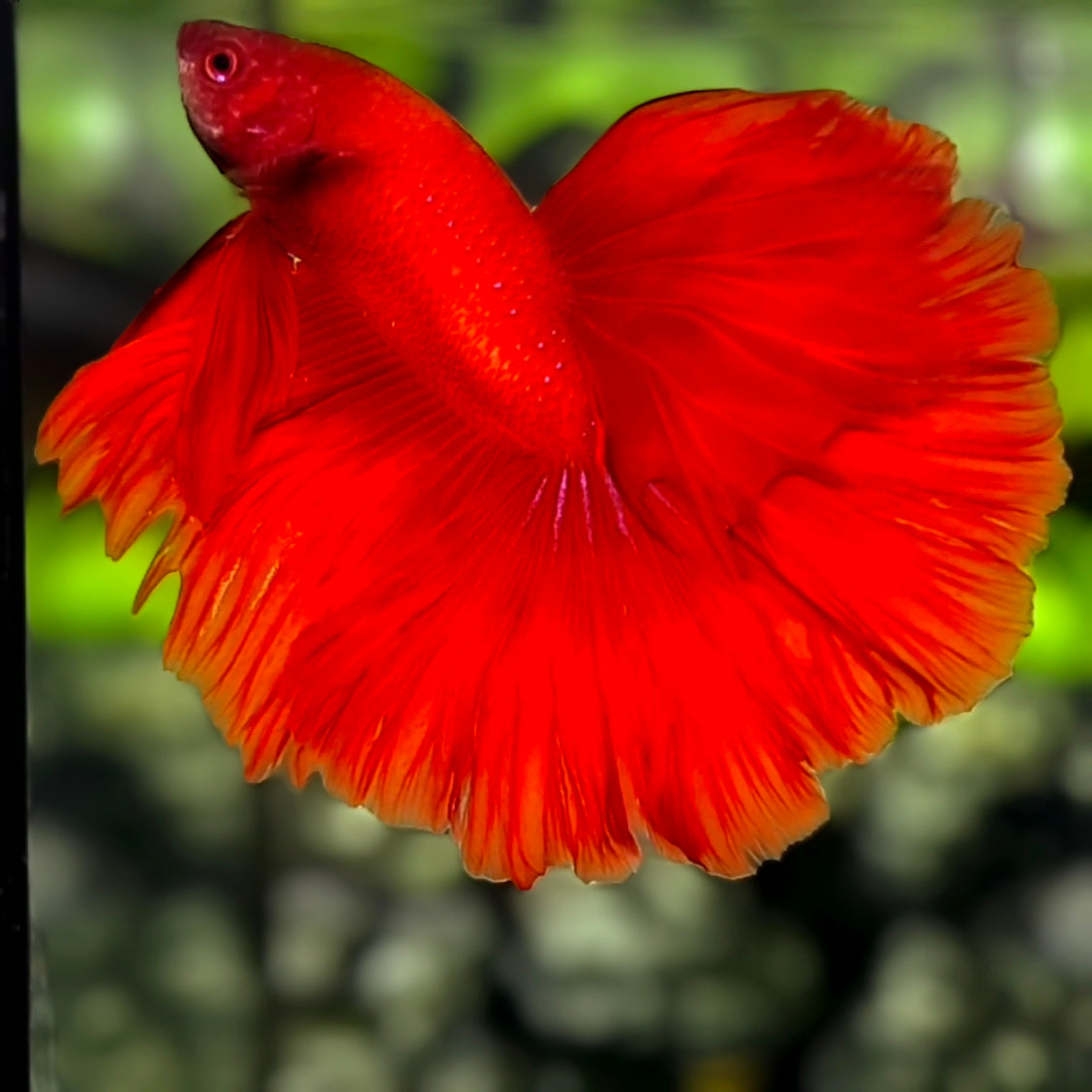 Solid Super Red Halfmoon Betta Fish Male