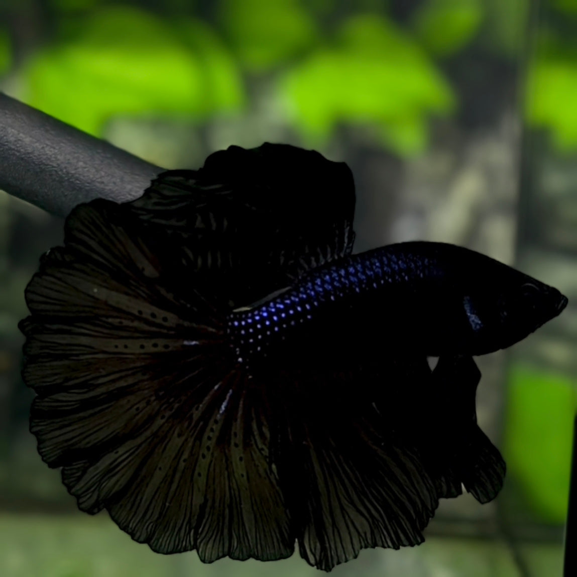 Black Melano Halfmoon Betta Fish Male #4