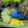 Mustard Gass Halfmoon Betta Fish Male