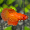 Solid Orange Halfmoon Betta Fish Female For Sorority / Breed