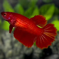 Super Red Halfmoon Betta Fish Female For Sorority / Breed