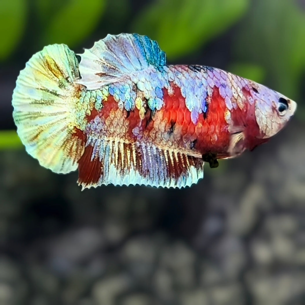 Red Barongsai HMPK Betta Fish Female For Sorority / Breed