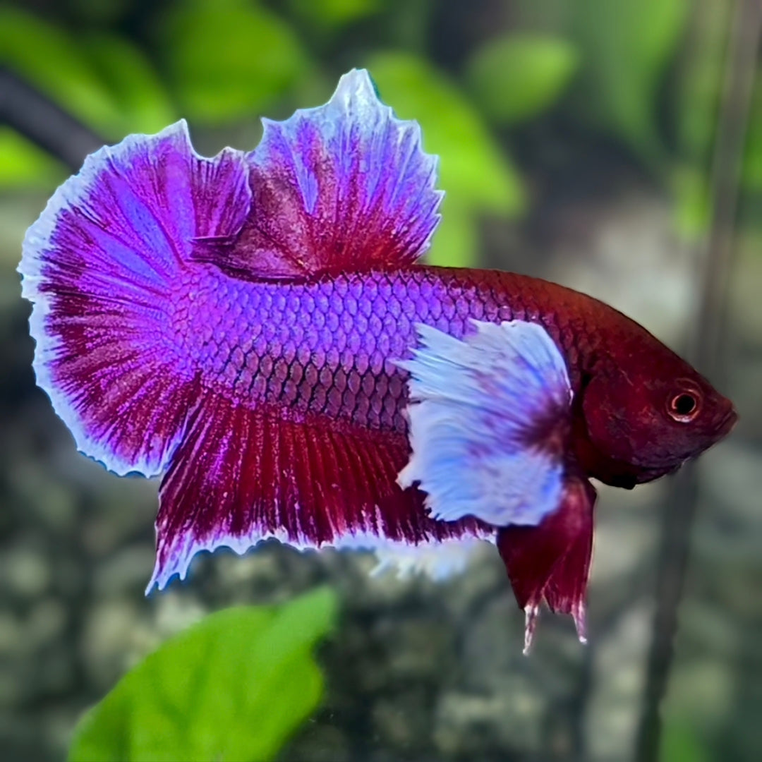 Dumbo Ears Purple Lavender HMPK Betta Fish Male