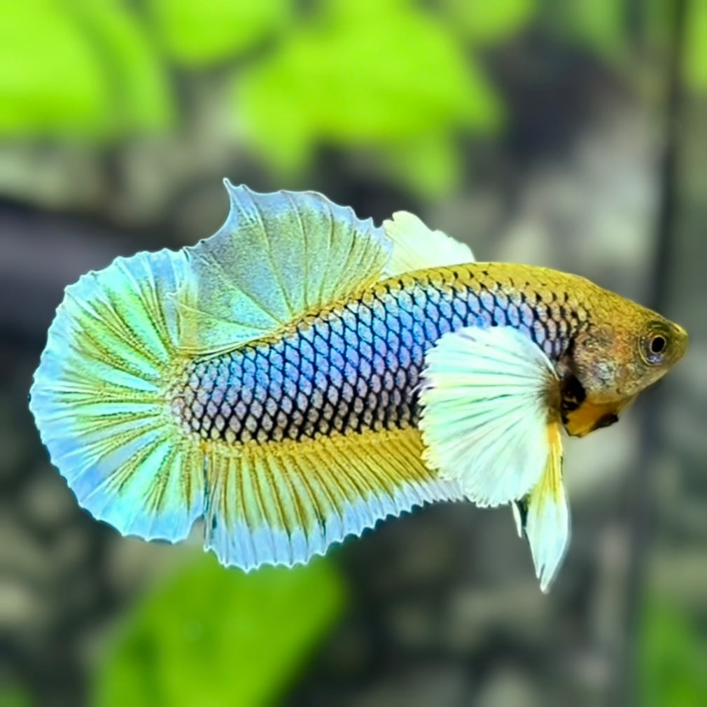 Dumbo Ears Yellow Salamander HMPK Betta Fish Male