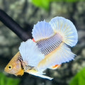 Dumbo Ears Pineapple Soft Purple HMPK Betta Fish Male