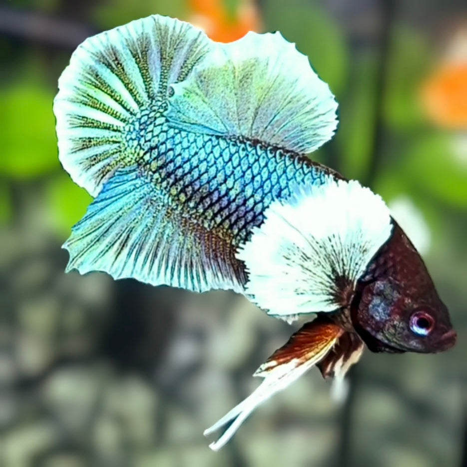 Dumbo Ears Green HMPK Betta Fish Male
