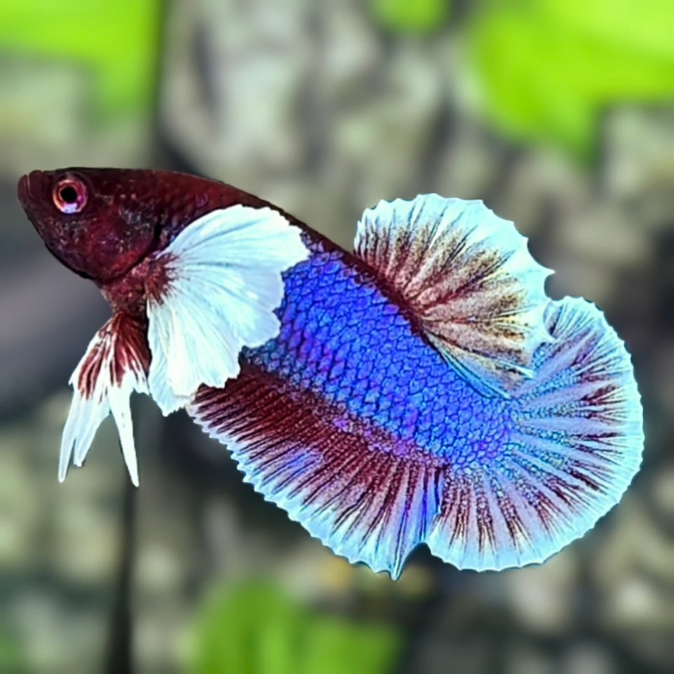 Dumbo Ears Salamander HMPK Betta Fish Male