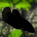 Solid Super Black HMPK Betta Fish Female For Sorority / Breed