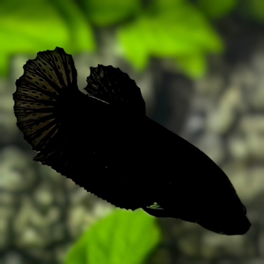 Solid Super Black HMPK Betta Fish Female For Sorority / Breed