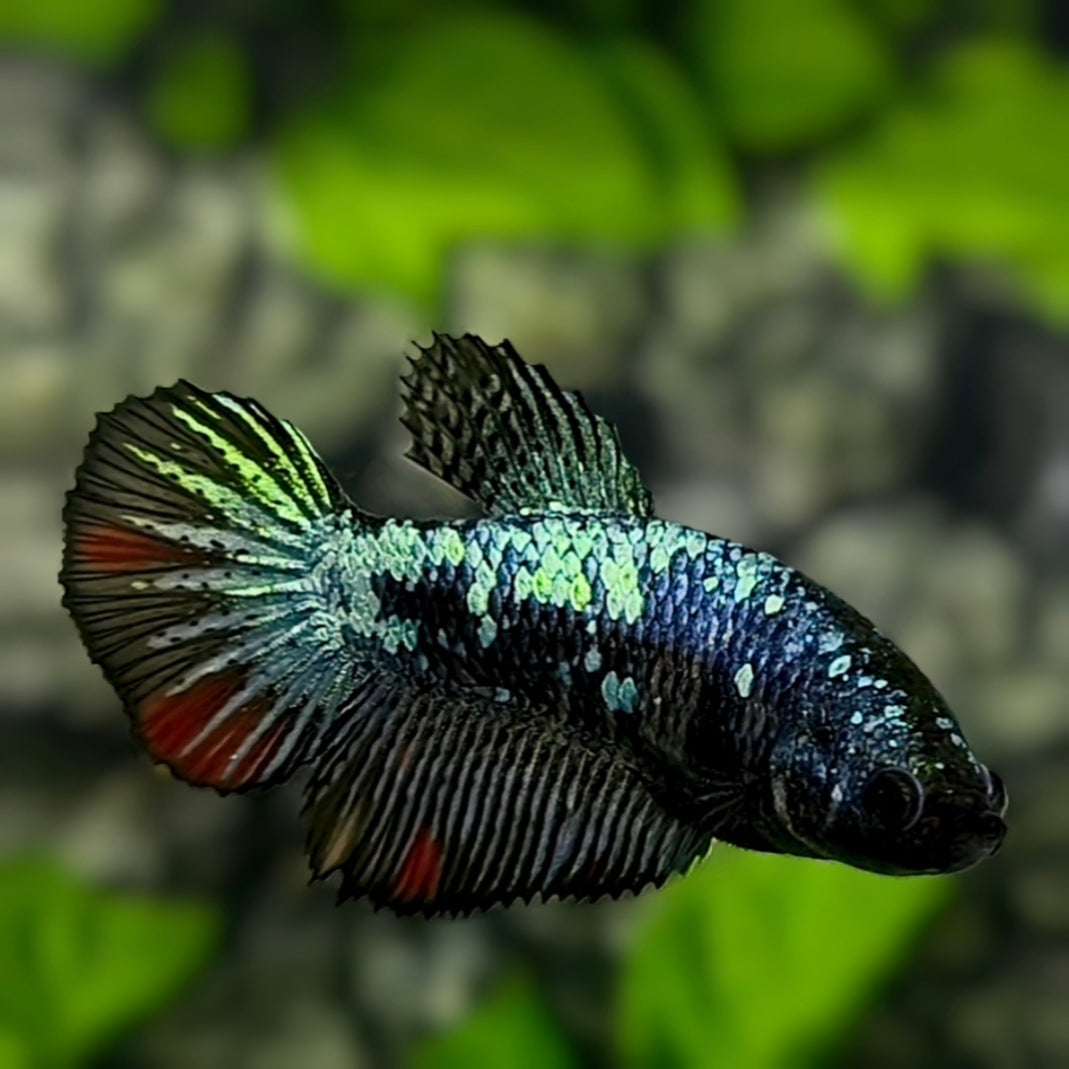 Avatar Halfmoon Betta Fish Female For Sorority / Breed